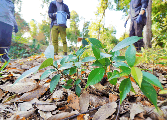 植樹を通じて人と地域、里山がつながる自然共存の取り組み